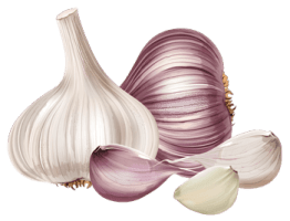 garlic.png